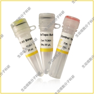 pTOPO001 Simple Cloning Kit 基于拓扑异构酶的快速克隆试剂盒