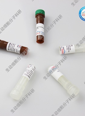 Bioworld山羊抗小鼠IgG(H+L)AMCA,山羊抗兔IgG(H+L)AMCA 热销二抗