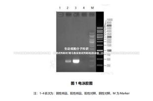 EZ-Detect™支原体检测试剂盒(PCR法) 检测种类多,仅需PCR和电泳