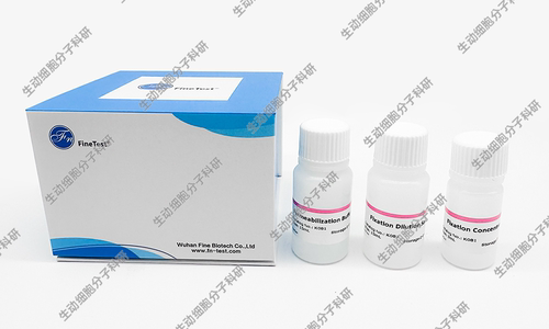 Foxp3/转录因子染色固定&破膜试剂盒 适用胞核内抗原染色固定破膜