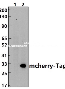 Bioworld mcherry-Tag小鼠mAb,mcherry-Tag小鼠mAb-HRP,WB IHC IP