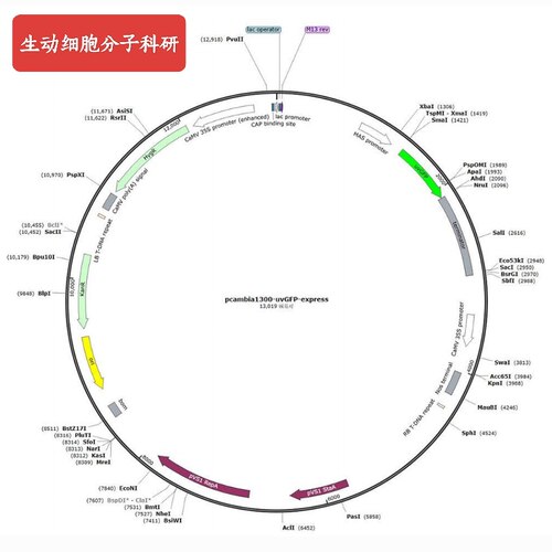 pcambia1300-uvGFP-express，可视化载体，365nm激发，独立表达框