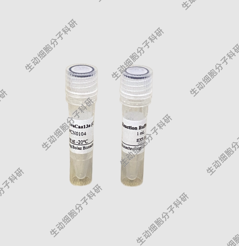BOLAZ LwaCas13a核酸酶(C2c2)依赖crRNA介导的RNA内切核酸酶10μM