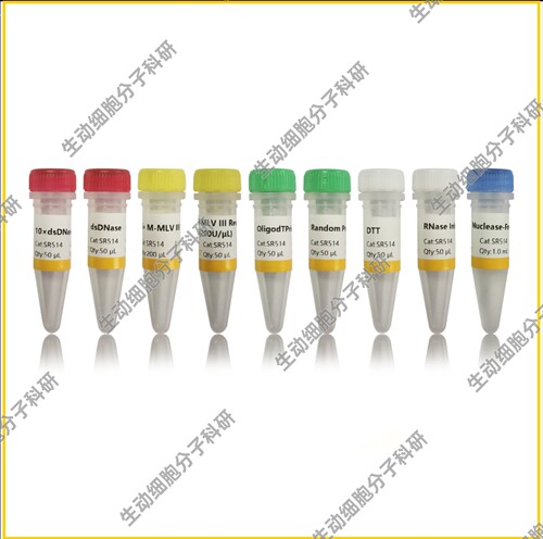 UnionScript第一链cDNA合成试剂盒 含dsDNase 用于第一链cDNA合成