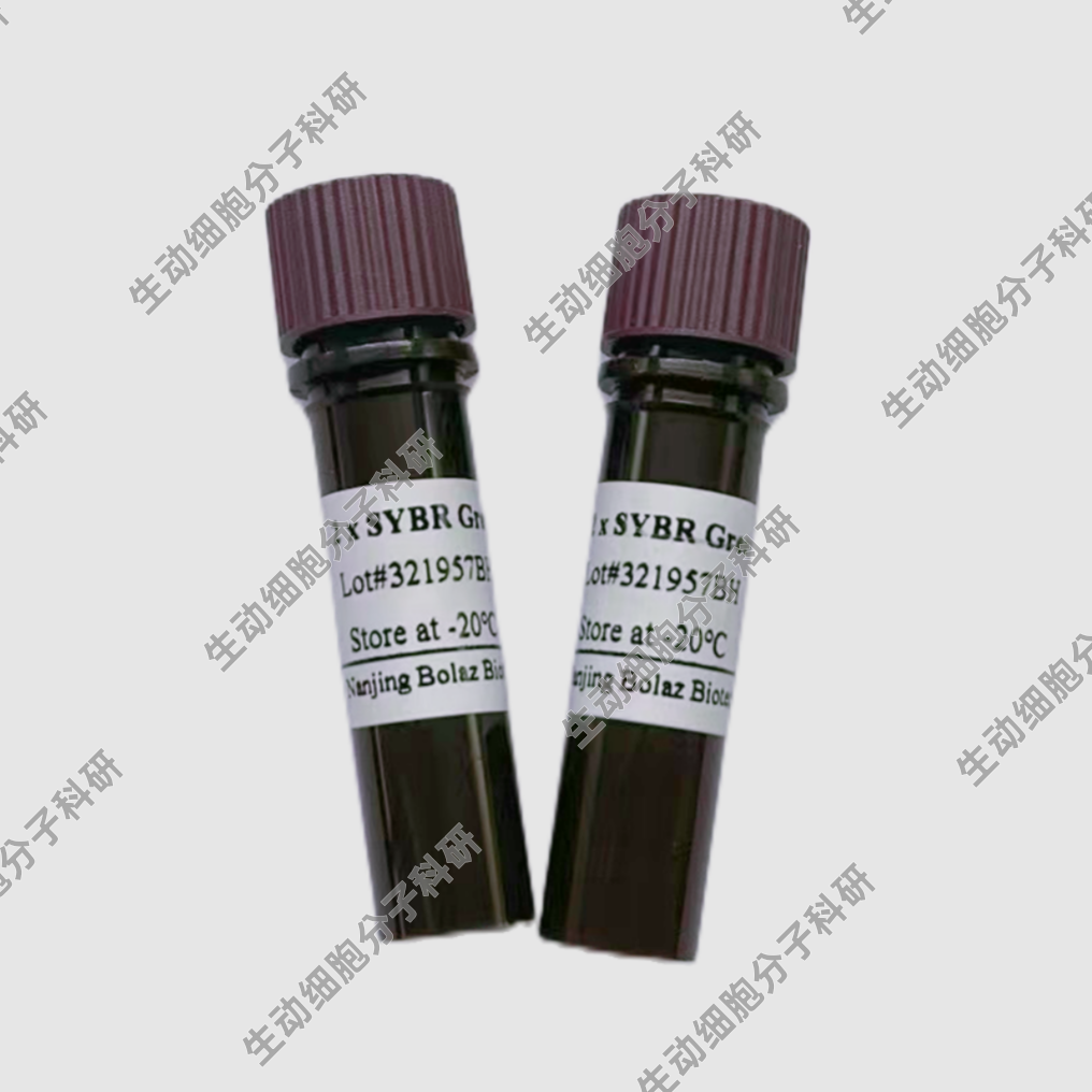 BOLAZ 2×SYBR Green qPCR 预混液(LowROX) 高灵敏度荧光qPCR检测 - 实物图