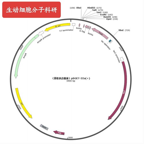pET-32a(+)，原核表达载体，动物/植物/细菌/真菌载体，科研实验