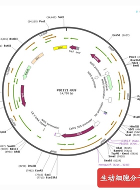 植物/动物/细菌/真菌载体，pBI121-gus，超表达，GUS，低拷贝。