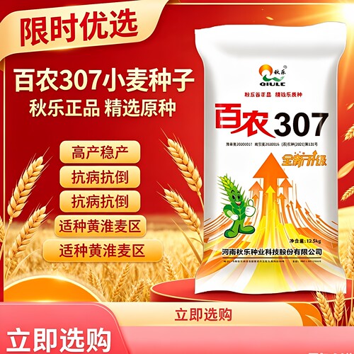 正品秋乐高产百农307小麦耐高温种子抗倒伏抗冻抗病超矮可留种3年