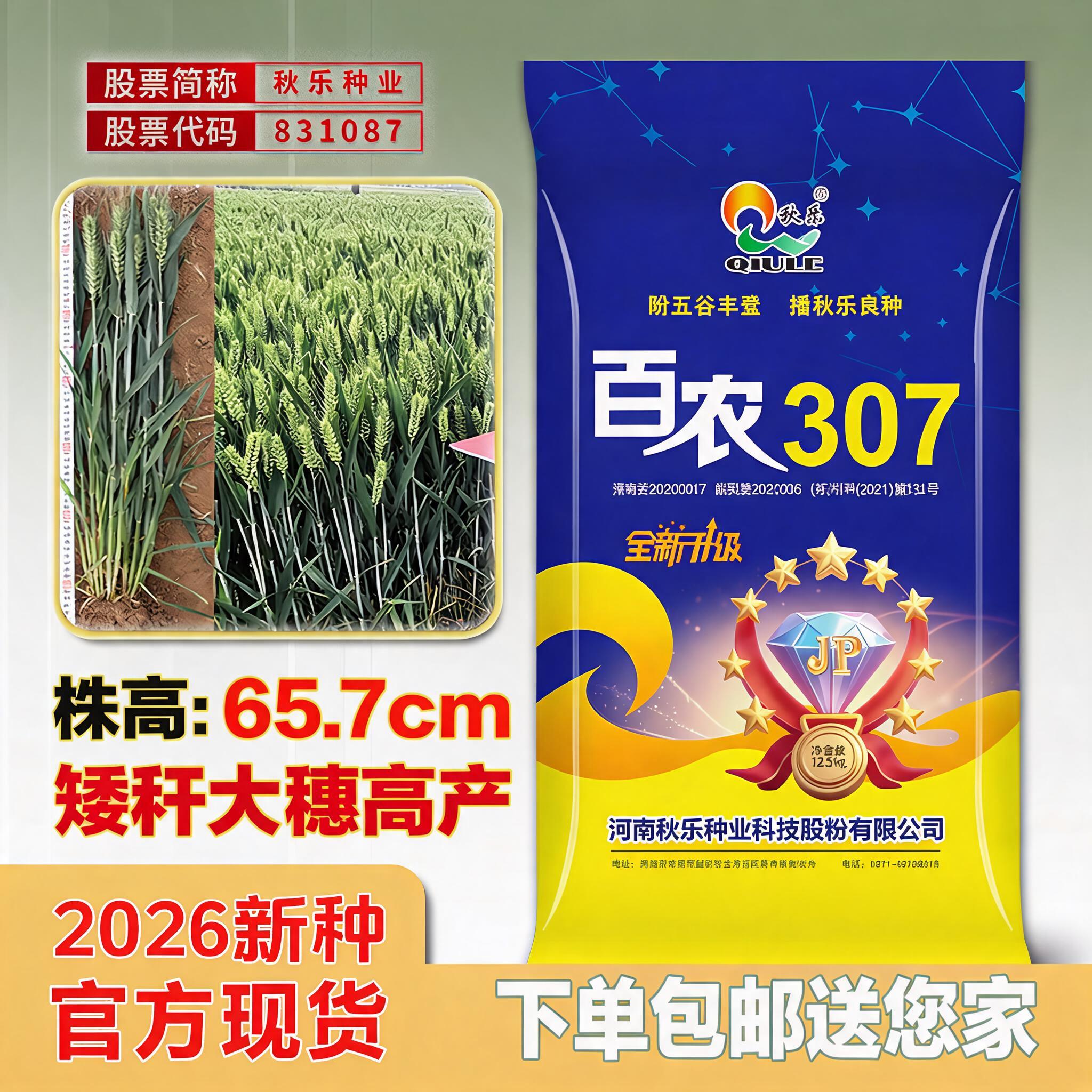 超高产百农307小麦原种