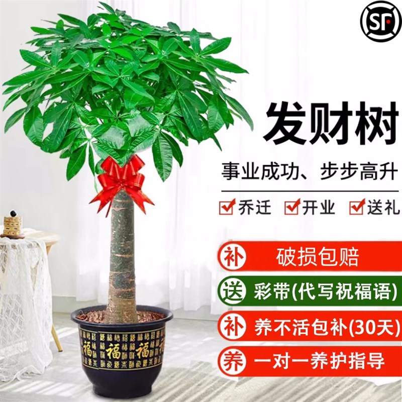 发财树客厅盆栽大型室内绿植好养招财树办公室乔迁开业落地植物棵