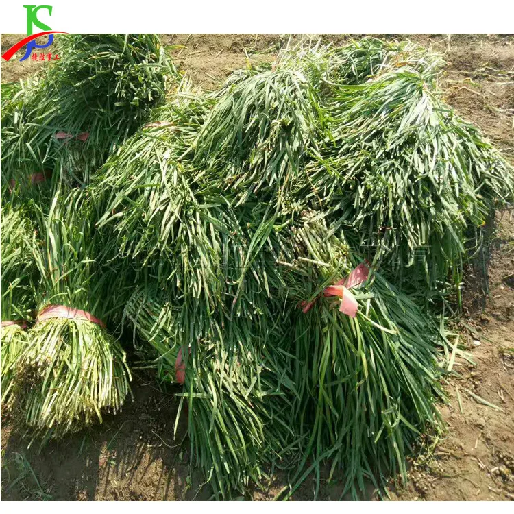 手扶式小型韭菜收割机电动韭菜放倒设备自动农用韭菜收获工具