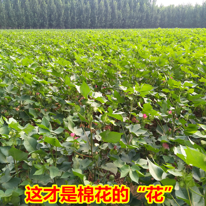 棉碎 棉絮棉絮绒子棉岁棉系散称棉花新疆长绒棉保暖冬季