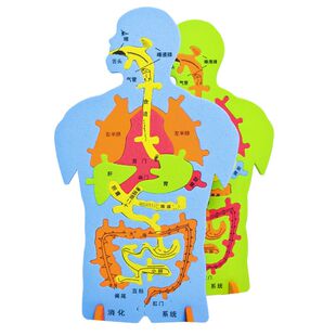 儿童科技小制作内脏拼图模型科学实验认知大号人体器官DIY消化系统学生科学实验器官拼装制作材料系统