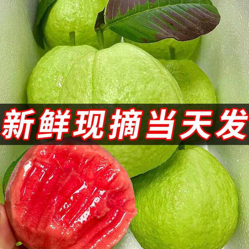 新鲜芭乐水果包邮草莓奶油软糯红心番石榴广东本地鲜果大果胭脂红
