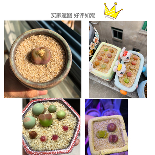 多肉铺面水晶砂天然粗河沙拌土种植营养介质肉肉铺面沙粒石子透气