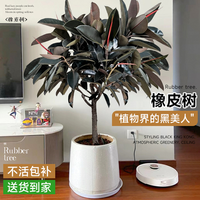 黑金刚橡皮树客厅大盆栽真树办公室内大型绿植落地植物阳台好养活