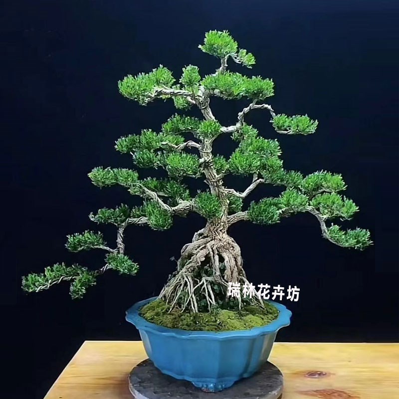 黄杨老桩盆景迎客造型客厅办公室高端植物室内外好养绿植四季常青