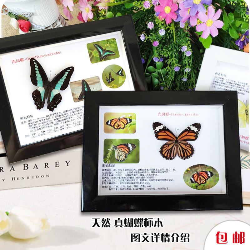 真蝴蝶昆虫标本立体相框图文并茂详情底画装饰摆件科普教学具包邮