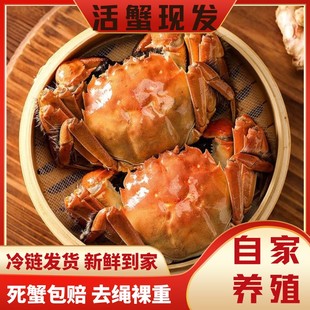5对装 活蟹现发精品大闸蟹公4.2 3.0两4对 母3.2 秋觅阳澄 4.0两
