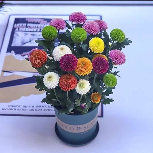 七彩乒乓球菊花盆栽带花发货四季开花苗室内阳台花园好养花卉绿植