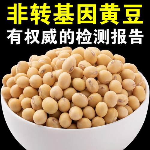 2025年9月收非转基因黄豆2/3/5斤有质检认证老品种大豆土黄豆打豆