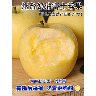 烟台苹果2025现摘黄金奶油苹果多汁酸甜脆脆维生素c水果奶油富士