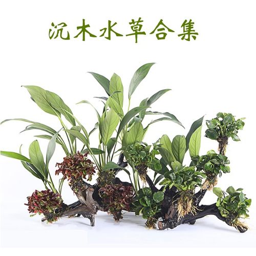 水草鱼缸造景沉木淡水植物鱼缸无土水草增氧懒人水草套餐新手易养