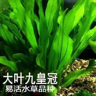 大叶皇九冠大叶九冠水草鱼缸中后造景装 饰淡水阴性草九冠懒人水草