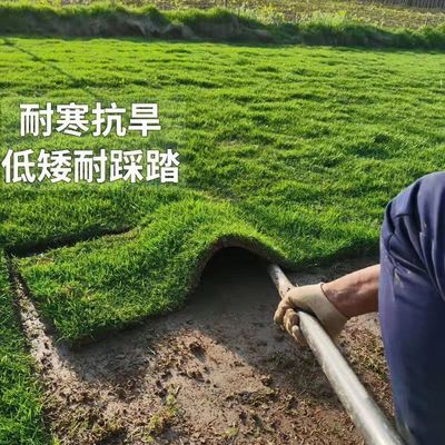 草坪真草带别墅花园绿化四季青果岭草草马尼拉带土易活泥土草皮