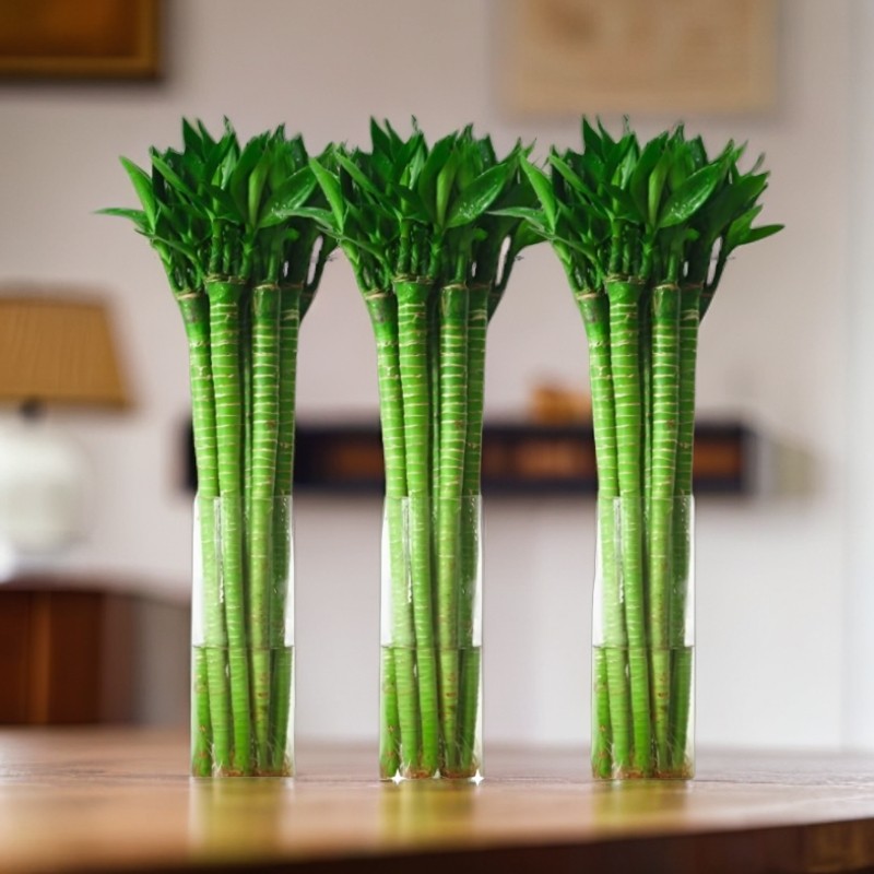 龙竹 文昌竹 4支带根 水养富贵转运竹节节高水培植物室内客厅植物