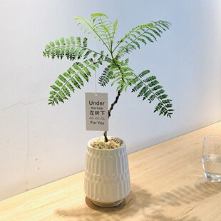 雅韵阁蓝花楹马醉木盆栽盆景室内阳台办公室绿色精致美观花卉绿植