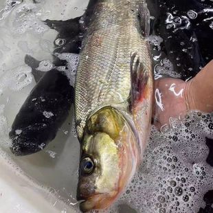 顺丰包邮湖北水库大翘嘴鱼刁子鱼新鲜鲜大白鱼米级翘嘴鲌白丝鱼
