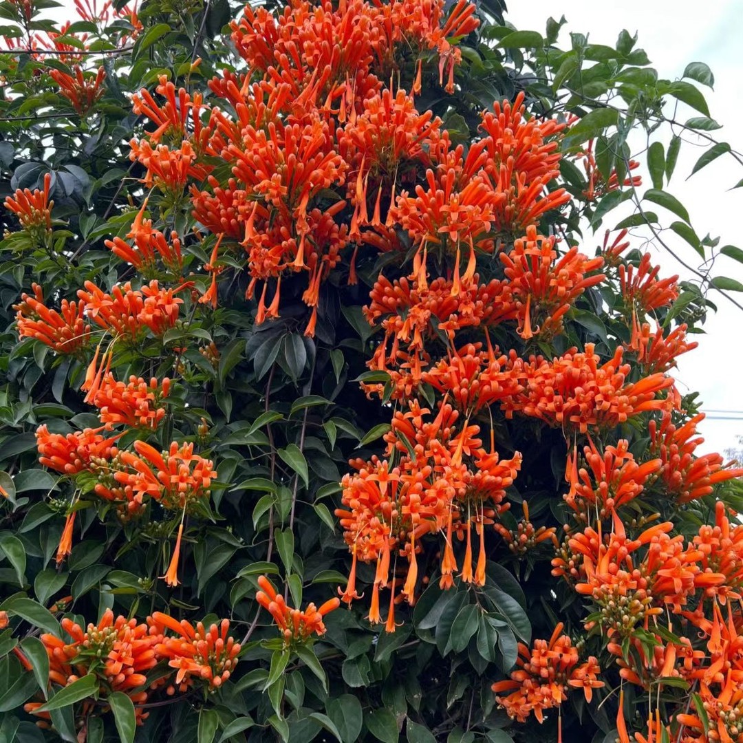 炮仗花苗 爬藤植物 鞭炮花 四季可种阳台庭院垂吊攀援花卉 藤本花