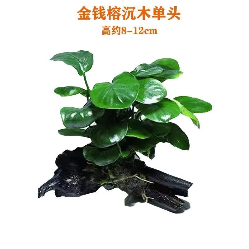 鱼缸真草沉木水榕水草懒人增氧水草净化水质水草水榕沉木大榕树