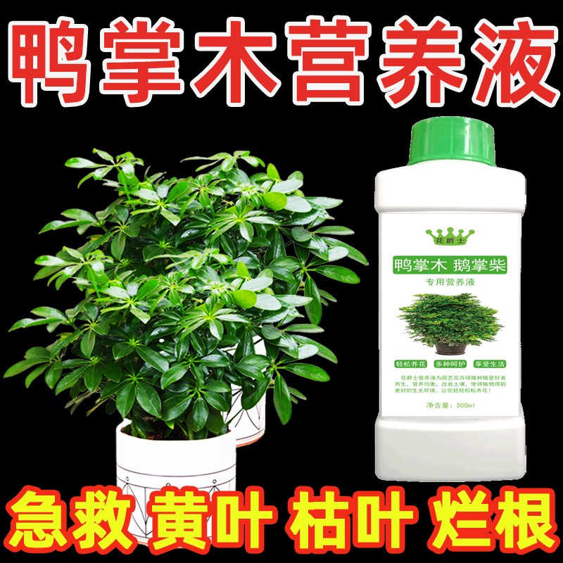 鸭掌木专用营养液水培鸭脚木肥料招财树专用肥鹅掌柴怎么养才茂盛