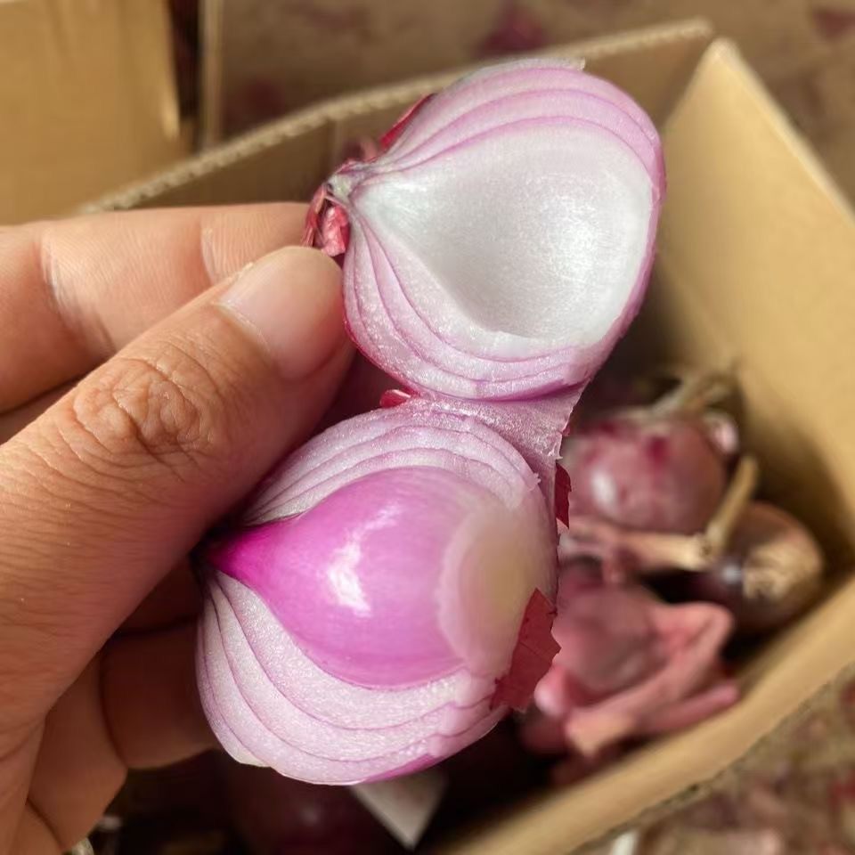 【现挖现发，珍珠水果小洋葱】小洋葱生吃微辣微甜炒菜蔬菜3/5斤
