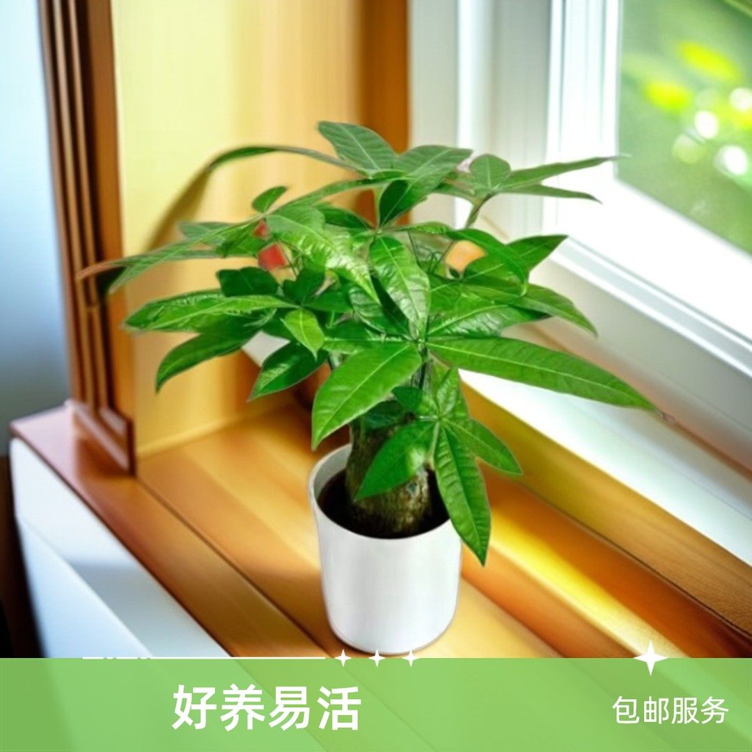 室内发财树盆栽绿植小盆景客厅办公室易养活,鲜花速递/花卉仿真/绿植园艺,绿植,淘宝优惠券,粉丝福利购,淘宝优惠卷