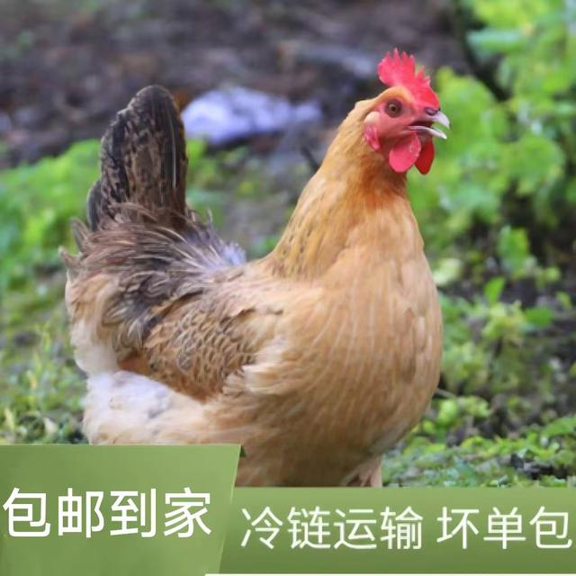 拍一发三只黑脚鸡整只不带内脏母鸡散养急速锁鲜发货YX