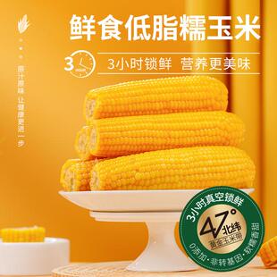 刘老杆东北甜黏糯玉米铝膜10穗箱装锁鲜食玉米软糯低脂香甜黑土