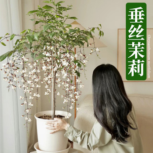 垂丝茉莉盆栽带花苞办公室桌面好养泰国风车茉莉阳台花卉绿植nv88