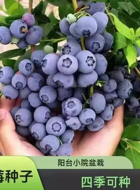 蓝莓种子苗盆栽南北方易种家庭阳台小院盆栽地栽四季均可种植fb78