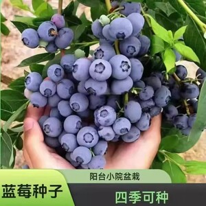 蓝莓种子苗盆栽南北方易种家庭阳台小院盆栽地栽四季均可种植fb78