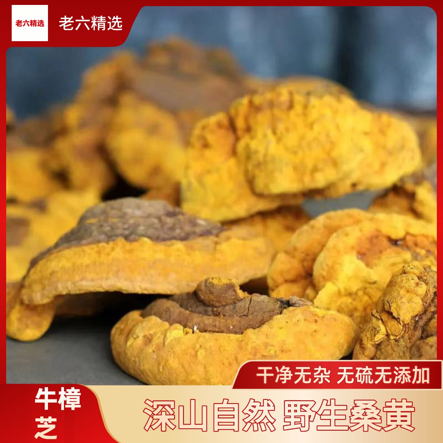 西藏直发野生精选桑黄一斤500g