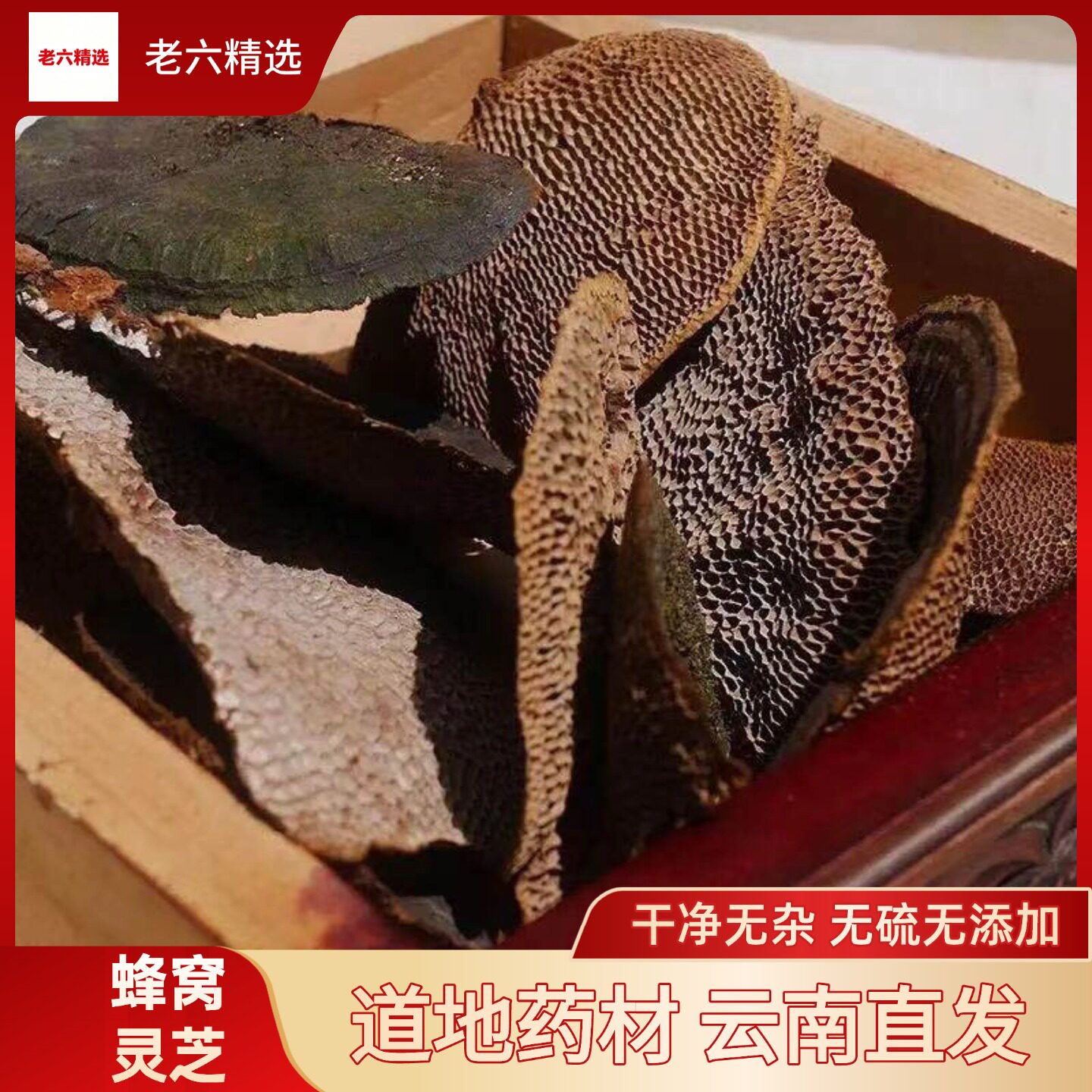 苍山灵芝堂云南野生蜂窝灵芝