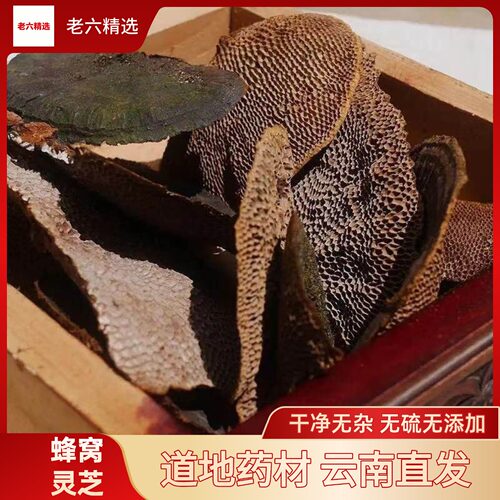 苍山灵芝堂云南野生蜂窝灵芝