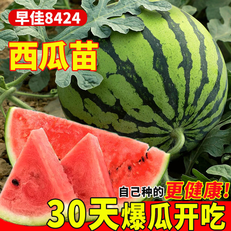 西瓜苗秧苗8424甜王懒汉西瓜苗阳台小院种植早春红玉美都西瓜秧苗
