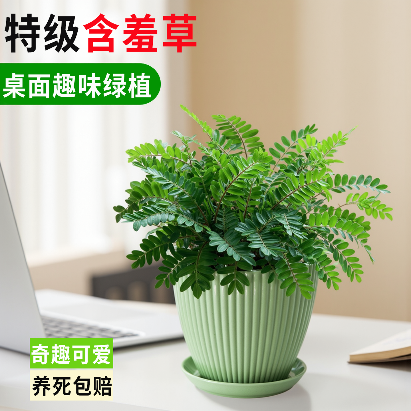 含羞草盆栽桌面趣味绿植小盆栽害羞草怕羞草四季常青可爱小绿植