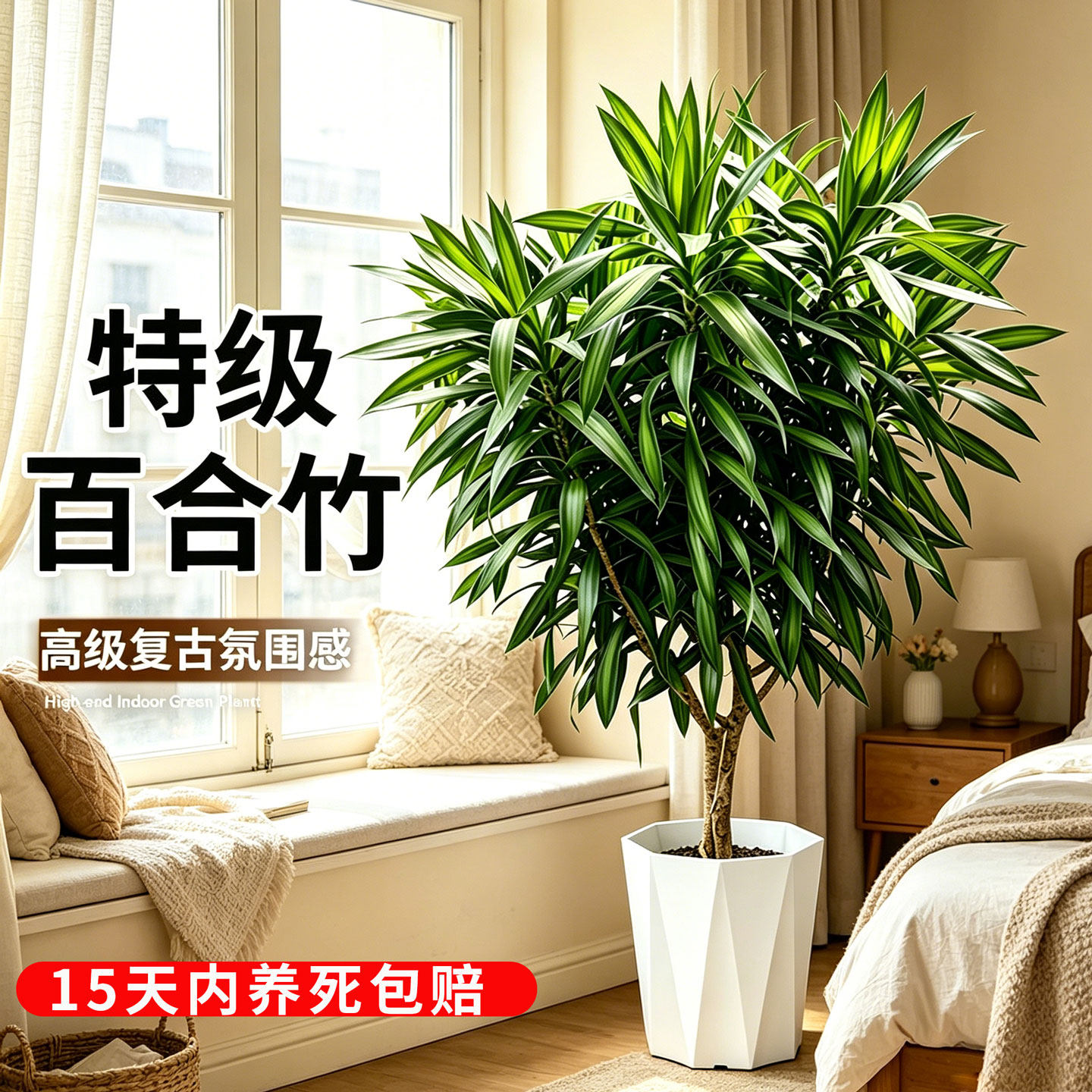 金心百合竹室内绿植盆栽高端老桩高级感室内旺宅植物造型轻奢好养图片