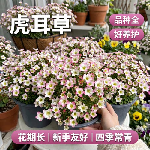 高山虎耳草盆栽带苞易爆花好养
