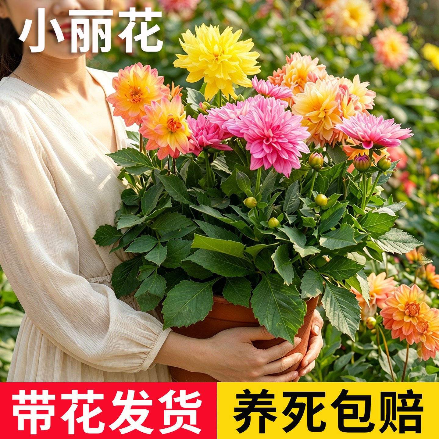 小丽花盆栽带花苞阳台庭院爆花矮化大丽花花苗地瓜花耐寒耐热好养